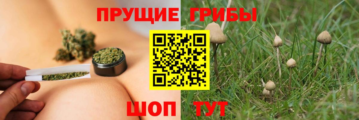 Псилоцибиновые грибы Cubensis Новоалтайск